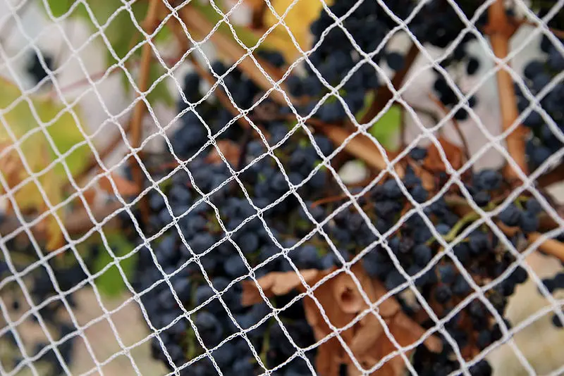 File:Bird netting.jpg