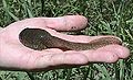 Thumbnail for version as of 23:35, 21 October 2007