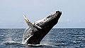 Thumbnail for version as of 12:57, 15 November 2008