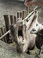Thumbnail for version as of 00:10, 29 September 2007
