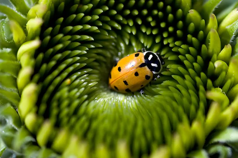 File:Ladybug flower bed.jpg