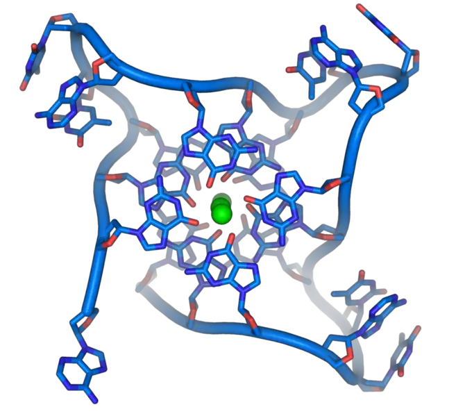 File:Parallel telomere quadruple.png
