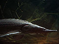 Thumbnail for version as of 21:52, 30 June 2008