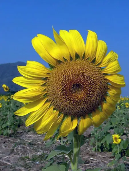 File:Sunflower opening 4-KayEss-2.jpeg