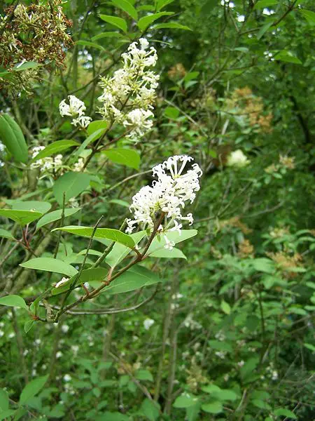 File:Syringa emodi 002.jpg