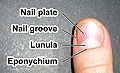 Thumbnail for version as of 20:24, 21 November 2007
