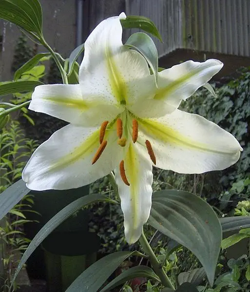 File:LiliumAuratumVVirginaleBluete2Rework.jpg