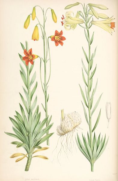 File:Lilium parryi.jpg