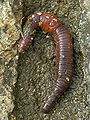 Thumbnail for version as of 20:42, 16 October 2008