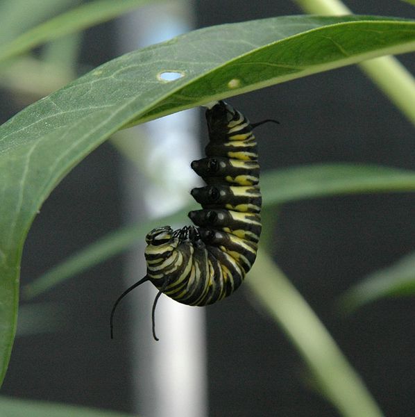File:Monarch caterpillar begining pupation.JPG