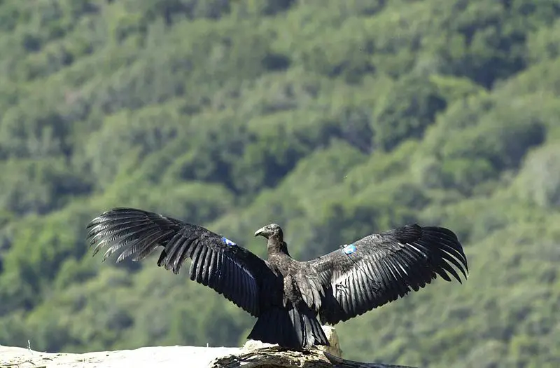 File:California-condor.jpg