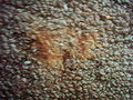 Thumbnail for version as of 00:06, 10 January 2007