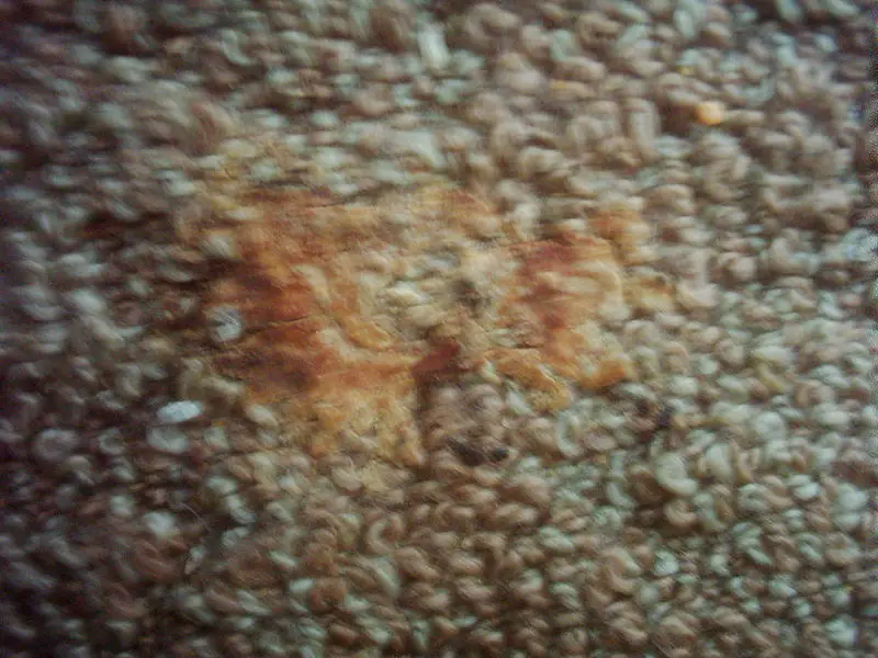 File:Carpet Mould 9-7-06.JPG