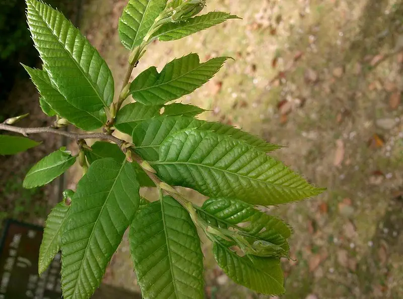 File:Castanea crenata3.jpg