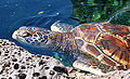 Thumbnail for version as of 00:41, 21 April 2006