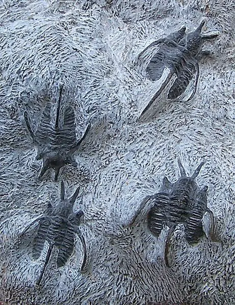 File:CyphaspisPlate.jpg
