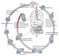 Thumbnail for version as of 23:14, 6 October 2008