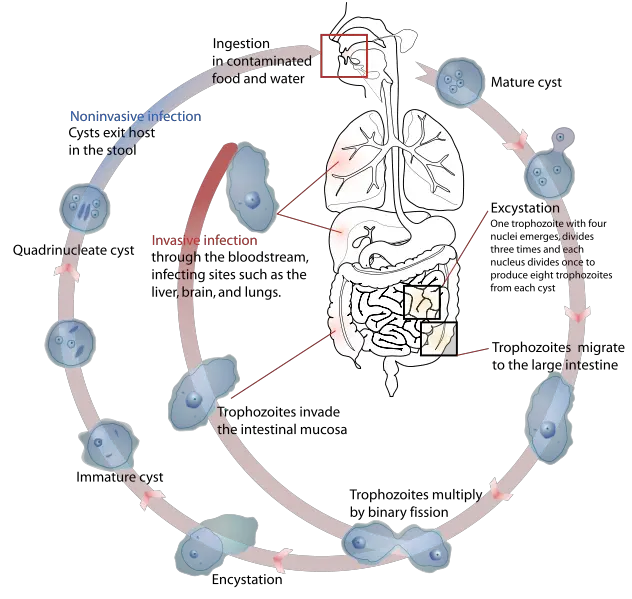 File:Entamoeba histolytica life cycle-en.svg