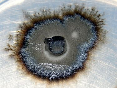 Organism - New World Encyclopedia
