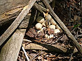 Thumbnail for version as of 23:52, 19 December 2008