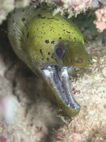 File:Gymnothorax fimbriatus.JPG