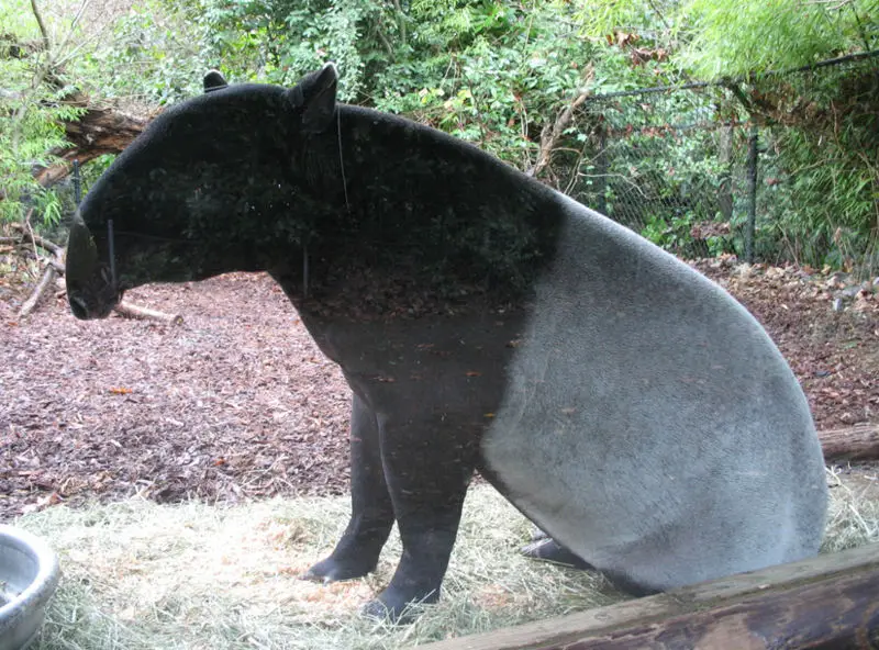 File:Malayan Tapir Sitting.jpg