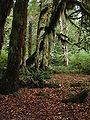 Thumbnail for version as of 02:57, 3 June 2008