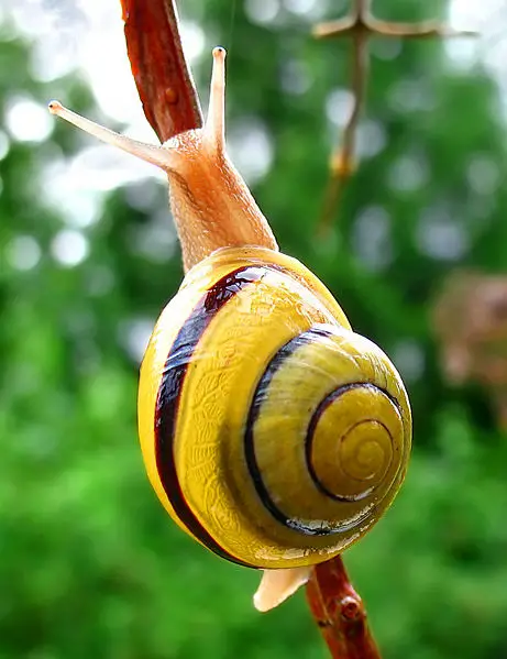 File:Snail-WA edit02.jpg