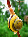 Thumbnail for version as of 23:31, 8 April 2007