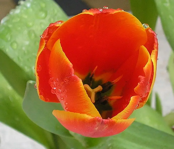 File:Tulip head.jpg