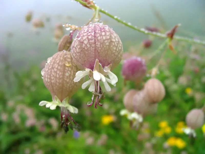 File:Valley of flowers pic.jpg