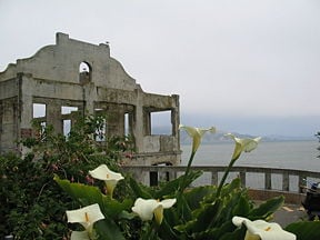 Flowers on Alcatraz. In the background is the Social Hall, destroyed by fire during the Native American occupation.