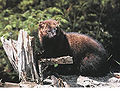 Thumbnail for version as of 02:21, 20 November 2008
