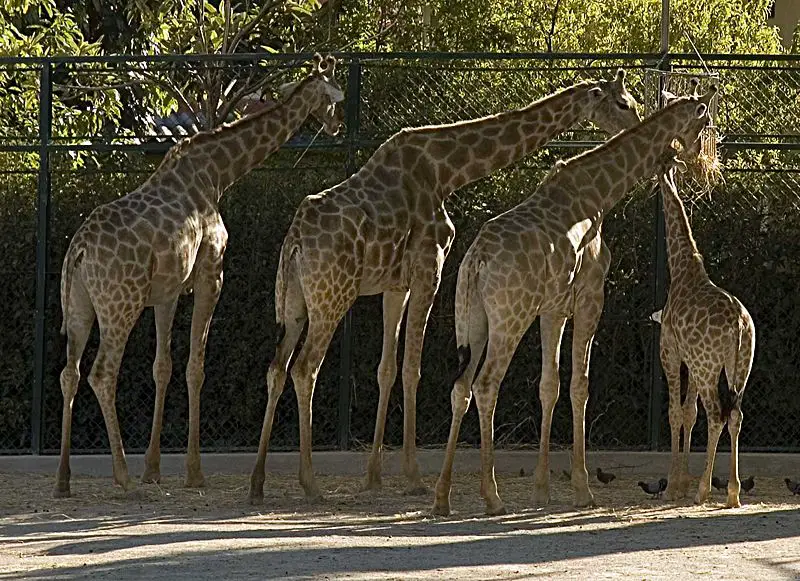 File:Giraffa-camelopardalis-angolensis.jpg