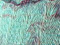 Thumbnail for version as of 19:23, 7 September 2007