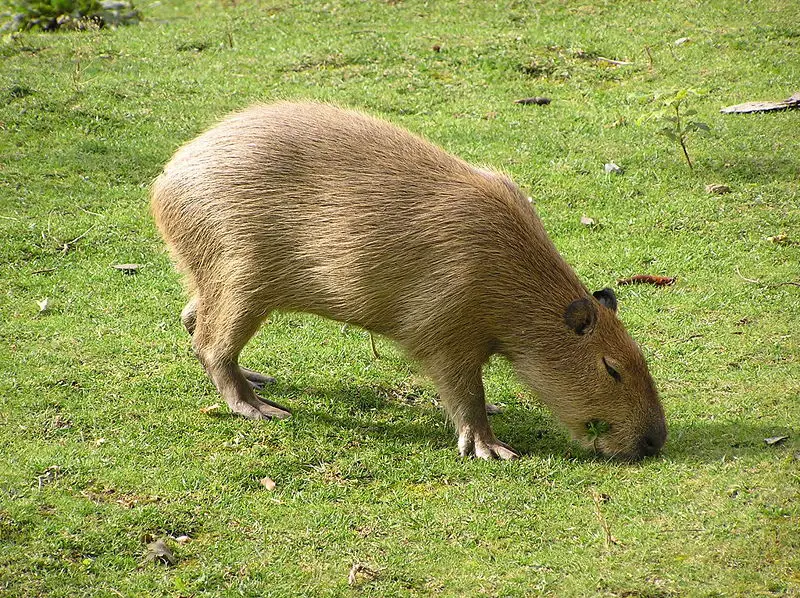 File:Hydrochaeris hydrochaeris.jpg