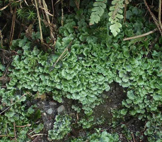 File:Pellia epiphylla5 ies.jpg