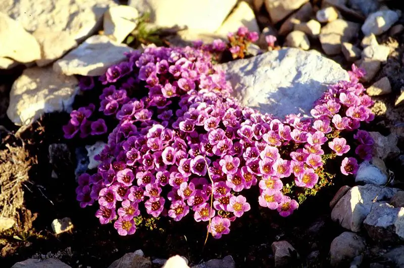 File:Saxifraga oppositifolia 14-98-45.jpg