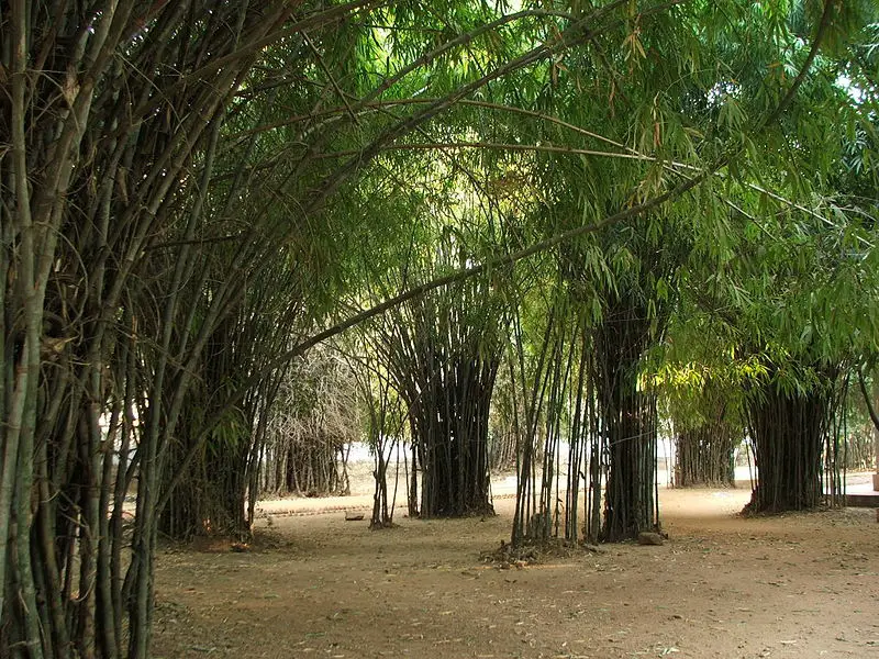 File:Venuvana1.jpg
