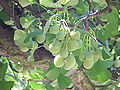 Thumbnail for version as of 12:20, 13 August 2006