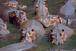 Hippopotamus, Hippopotamus amphibius