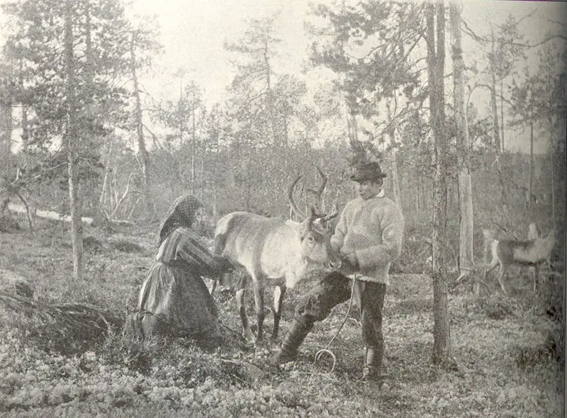 File:Reindeer milking.jpg