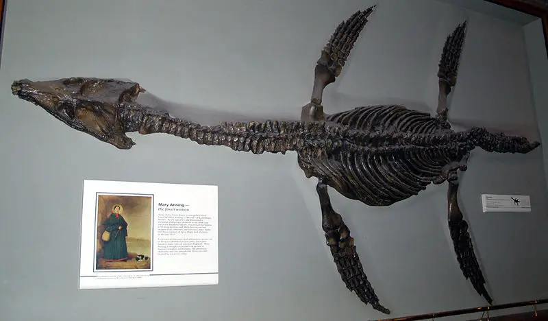 File:Rhomaleosaurus cramptoni.jpg