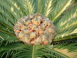 Leaves and female cone of Cycas revoluta