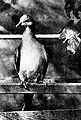 Thumbnail for version as of 01:40, 28 October 2008