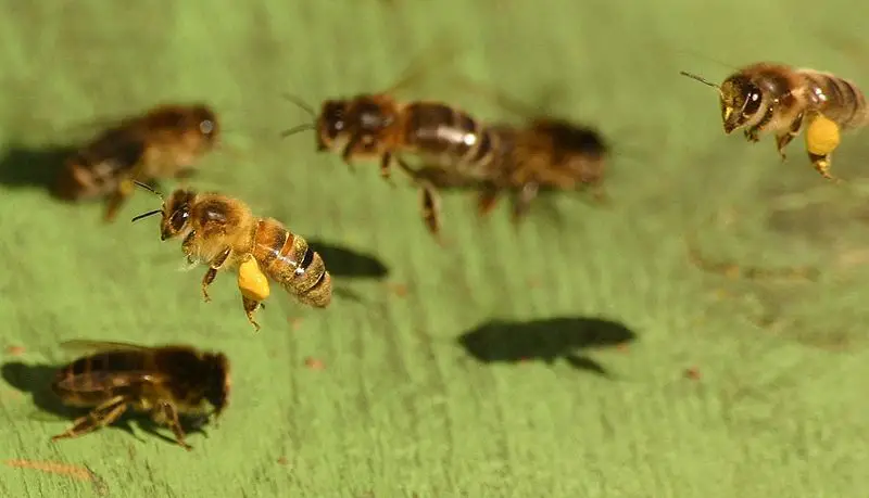 File:Honeybee02.jpg