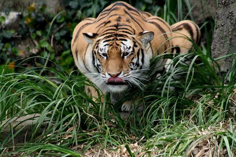 File:Hunting tiger.JPG