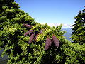 Thumbnail for version as of 14:41, 22 November 2007