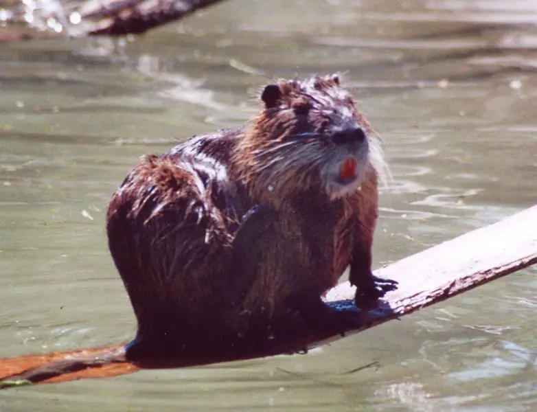 File:Myocastor coypus3.jpg