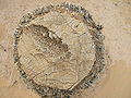 Thumbnail for version as of 23:58, 25 April 2008